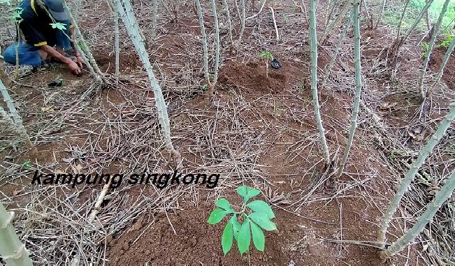Porang yang ditanam di sela-sela singkong di Pasir Laja, Kabupaten Bogor.